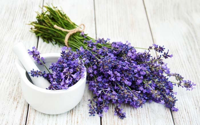 Lavendelöl im Badewasser oder die Blüten pflegen trockene Haut