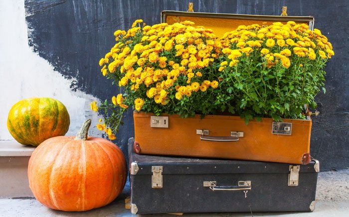 Blumengarten aufpeppen: Koffer als Pflanzkübel