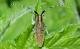 Scheckhorn-Distelbock: Dieser Käfer hat die längsten Fühler