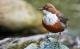 Schweizer Singvögel: Wasseramsel
