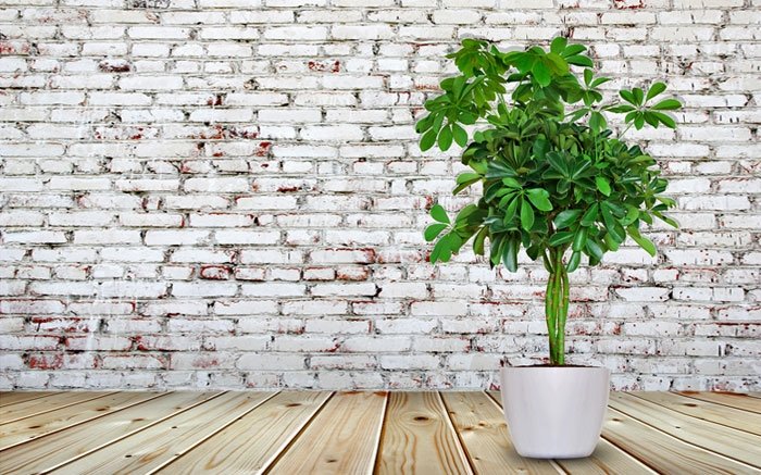 Ein Baum für Ihre Wohnung: Die Schefflera