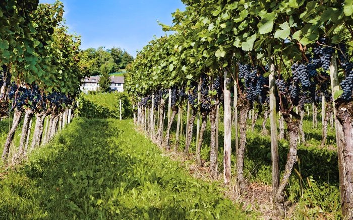 Auf den Spuren des Weins im Thurgau