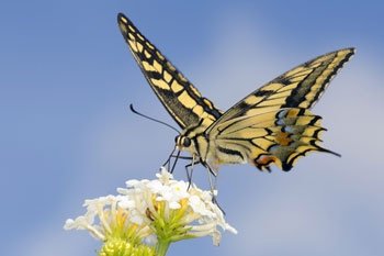 Schmetterlinge in der Schweiz: Diese Arten fühlen sich bei uns wohl