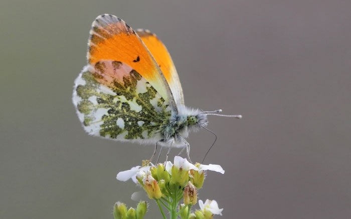 Schmetterlinge in der Schweiz: Der Aurorafalter