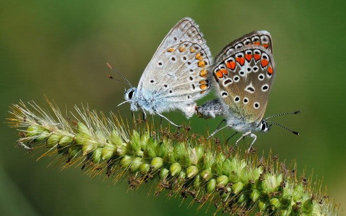 Schmetterlinge in der Schweiz: Die Bläulinge