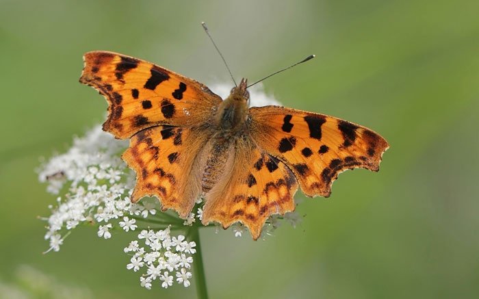 Schmetterlinge in der Schweiz: Der C-Falter
