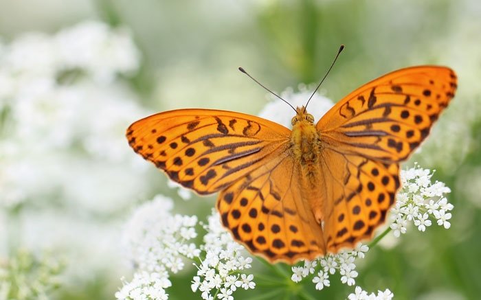 Schmetterlinge in der Schweiz: Der Kaisermantel