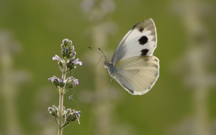 Schmetterlinge in der Schweiz: Die Kohlweisslinge