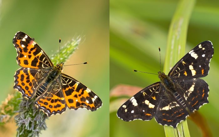 Schmetterlinge in der Schweiz: Das Landkärtchen