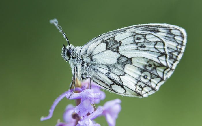 Schmetterlinge in der Schweiz: Das Schachbrett