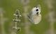Schmetterlinge in der Schweiz: Die Kohlweisslinge