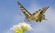 Schmetterlinge in der Schweiz: Der Schwalbenschwanz