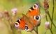 Schmetterlinge in der Schweiz: Das Tagpfauenauge