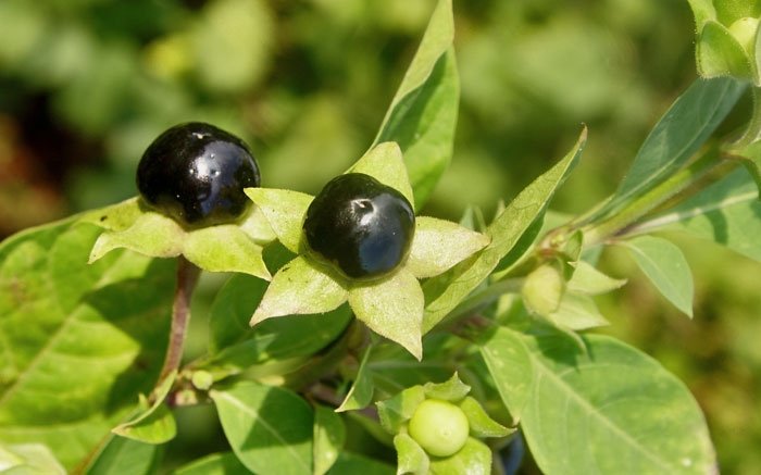 Giftige Pflanzen in der Schweiz: Schwarze Tollkirsche