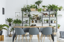 Diese Zimmerpflanzen reinigen die Luft in ihren vier Wänden