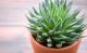 Luftreinigende Zimmerpflanzen: Echte Aloe