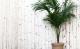 Luftreinigende Zimmerpflanzen: Kentia Palme