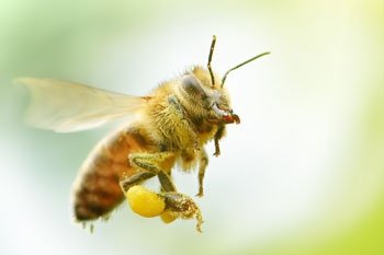 Bienenarten in der Schweiz: Die wilden Verwandten der Honigbiene