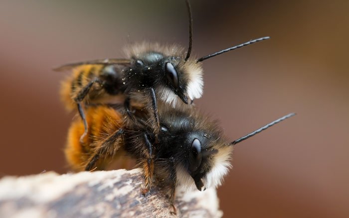 Die eher Flauschigen: Gehörnte Mauerbienen bleiben für sich