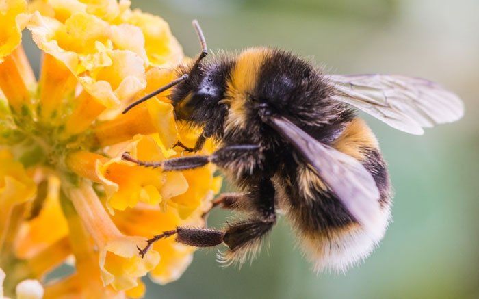 Bienenarten in der Schweiz: Die Grosse Erdhummel
