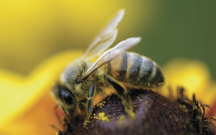 Häufig zu sehen: Die Honigbiene lebt in sehr grossen Stöcken