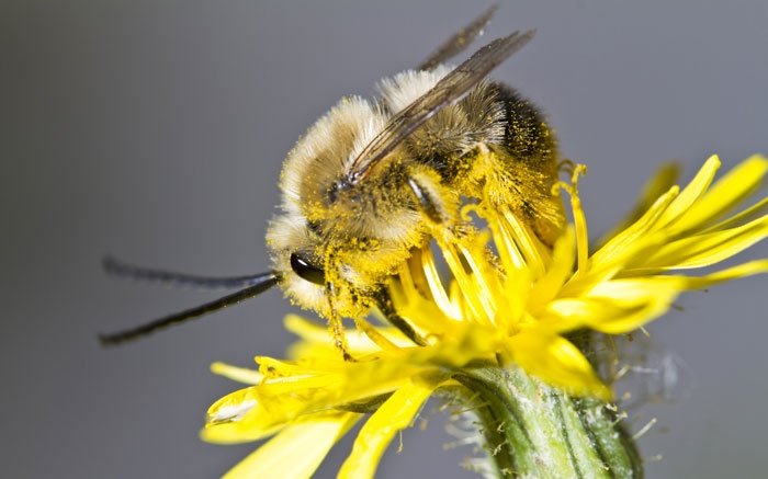 Bienenarten in der Schweiz: Langhornbiene