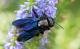 Bienenarten in der Schweiz: Die Blaue Holzbiene