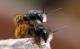 Bienenarten in der Schweiz: Die Gehörnte Mauerbiene