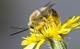 Bienenarten in der Schweiz: Langhornbiene