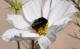 Bienenarten in der Schweiz: Die Steinhummel