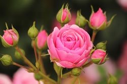 Das sind die 9 schönsten Rosenarten