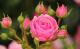 Rosenarten: Pomponella hat besonders üppige Blüten