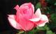 Rosenarten: Queen Elizabeth hat pinke Blüten und glänzendes Laub