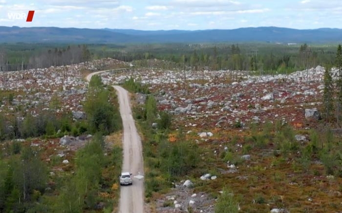 Filmtipp im Dezember: Reportage «Abgeholzt – wie Europas letzte Urwälder verfeuert werden»
