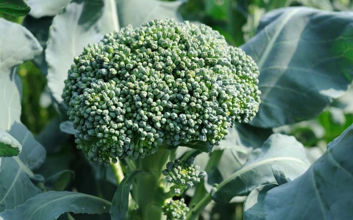 Gesunden Broccoli im März anpflanzen