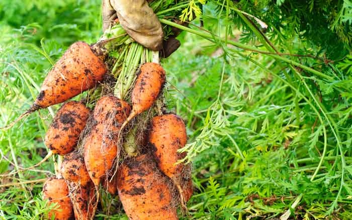 Karotten können Sie bereits im März anpflanzen 