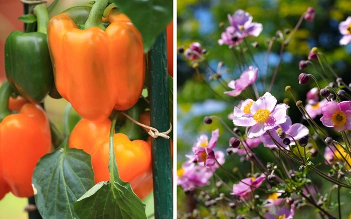 Blühpflanzen und Gemüse als Mischkultur im Garten