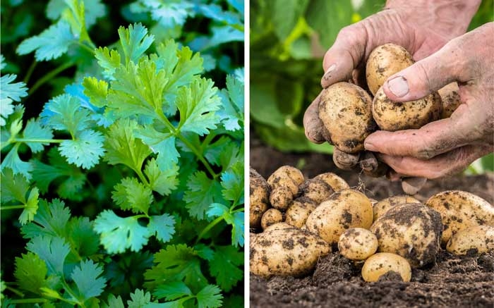 Kartoffeln und Koriander als Mischkultur im Gemüsegarten