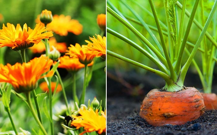 Ringelblumen und Karotten als Mischkultur im Garten
