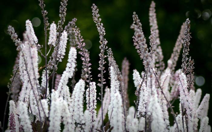 Silberkerzen als Schattenpflanzen für Wildbienen