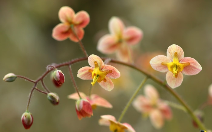 Die Elfenblume blüht als Schattenpflanze für Balkon und Garten besonders schön
