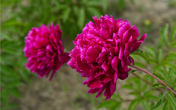 Pfingstrosen als Schnittblumen sorgen für prächtige Blumensträusse