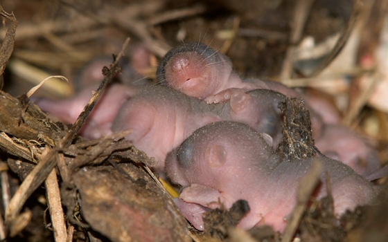 Junge Gartenschläfer werden in einem weichen Nest geboren