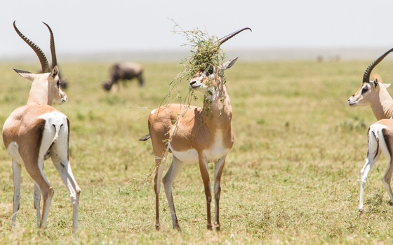 Diese Gazelle weiss sich vor einem Sonnenstich zu schützen