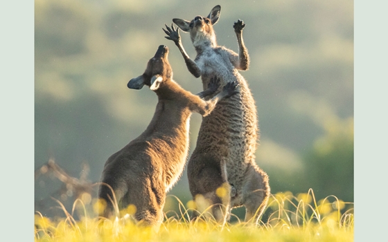 «Kannst du mich da mal eben kratzen» – zwei Riesenkängurus, fotografiert in Australien
