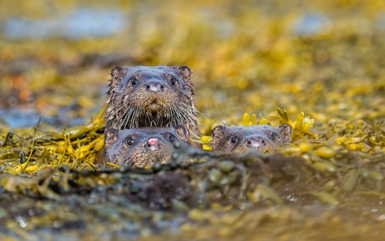 Comedy Wildlife Photography Award: Diese Otter schaffen es in die Vorauswahl