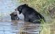 Eine schimpfende Bärenmutter – Ein Bild für die Comedy Wildlife Photography Awards