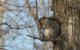 Ein Eichhörnchen posiert für die Comedy Wildlife Photography Awards