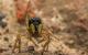 Die Comedy Wildlife Photography Awards: Diese Spinne schafft es in die Vorauswahl