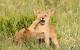 Zwei spielende Koyote-Welpen – nominiert für den Comedy Wildlife Photography Award